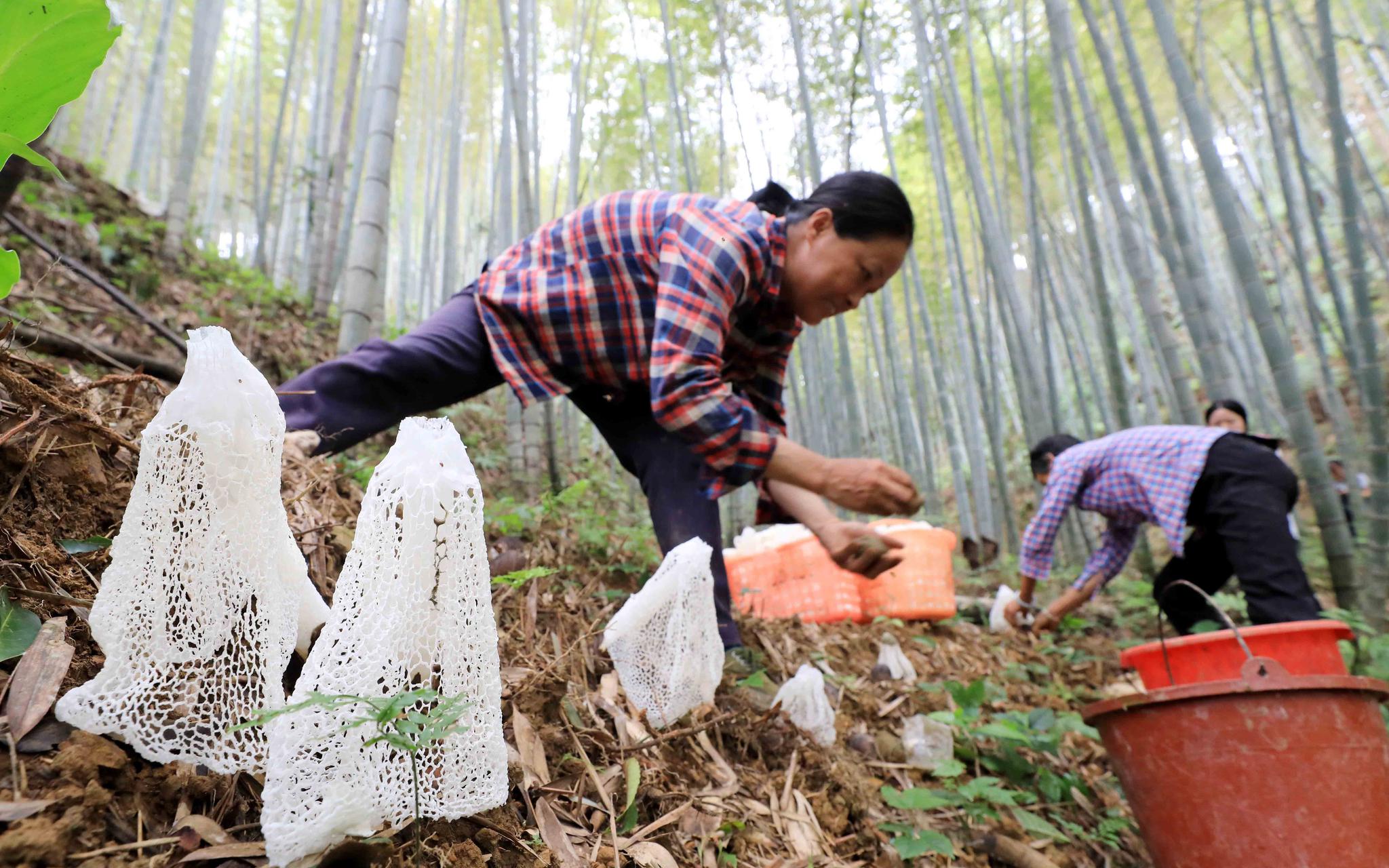 广西柳州福田村，村民在竹林里采收竹荪。谭凯兴 摄