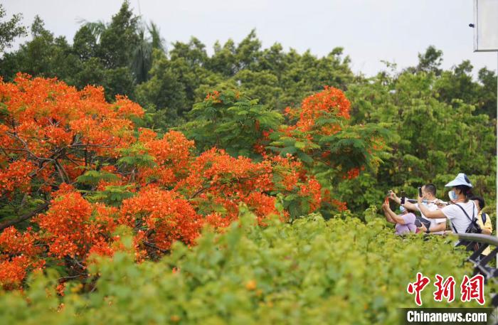 广州市民正在对着开得正艳的凤凰木拍摄。文清 摄