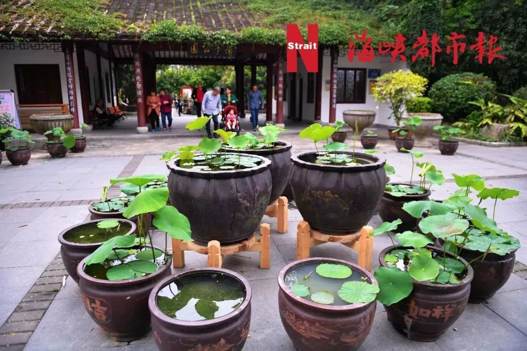 泰国樱花、夜合花、巴拿马玫瑰……就在福州金山公园!