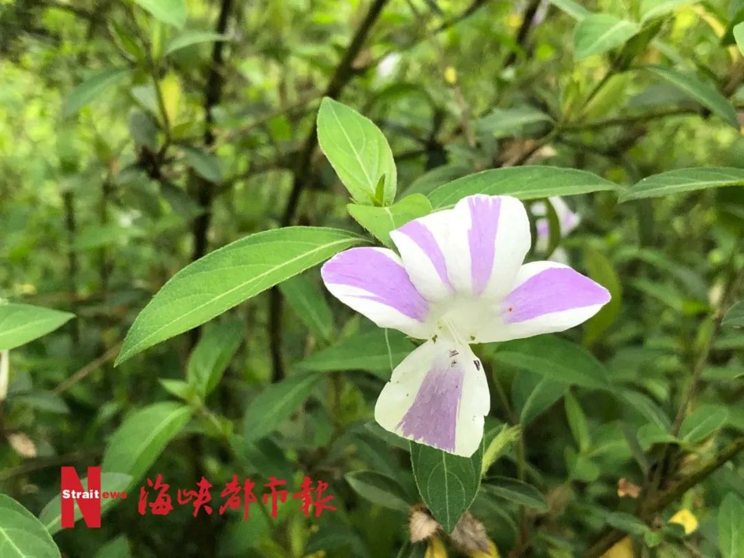 泰国樱花、夜合花、巴拿马玫瑰……就在福州金山公园!