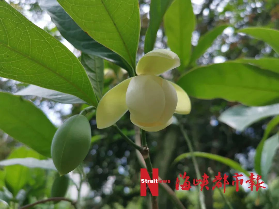 泰国樱花、夜合花、巴拿马玫瑰……就在福州金山公园!