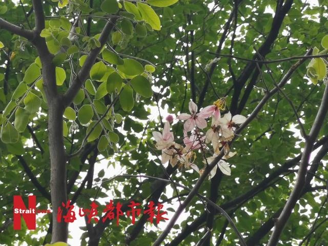 泰国樱花、夜合花、巴拿马玫瑰!就在福州金山公园