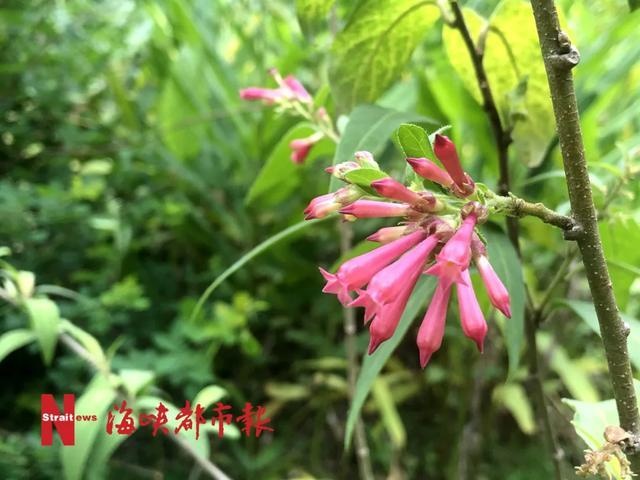泰国樱花、夜合花、巴拿马玫瑰!就在福州金山公园