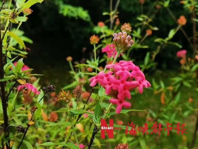 泰国樱花、夜合花、巴拿马玫瑰!就在福州金山公园