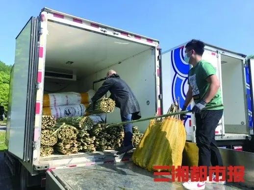 城事丨8只!8只!8只大熊猫安家湖南凤凰!年底长沙也能看到,你准备怎样迎接国宝?
