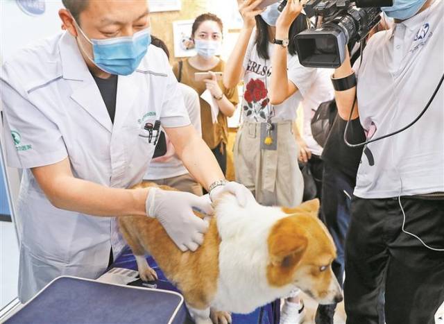 颈后打针芯片。 深圳特区报记者 李忠 摄