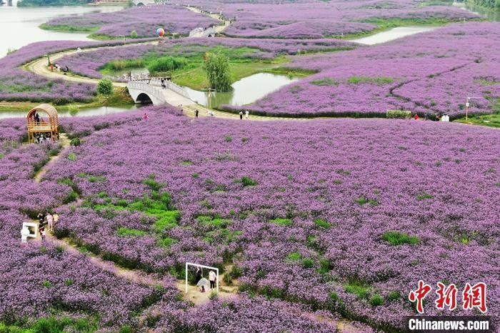 南京郊外"紫色海洋"惹人醉|紫色|花海|海洋_新浪新闻