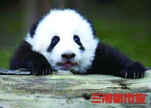 城事丨8只!8只!8只大熊猫安家湖南凤凰!年底长沙也能看到,你准备怎样迎接国宝?
