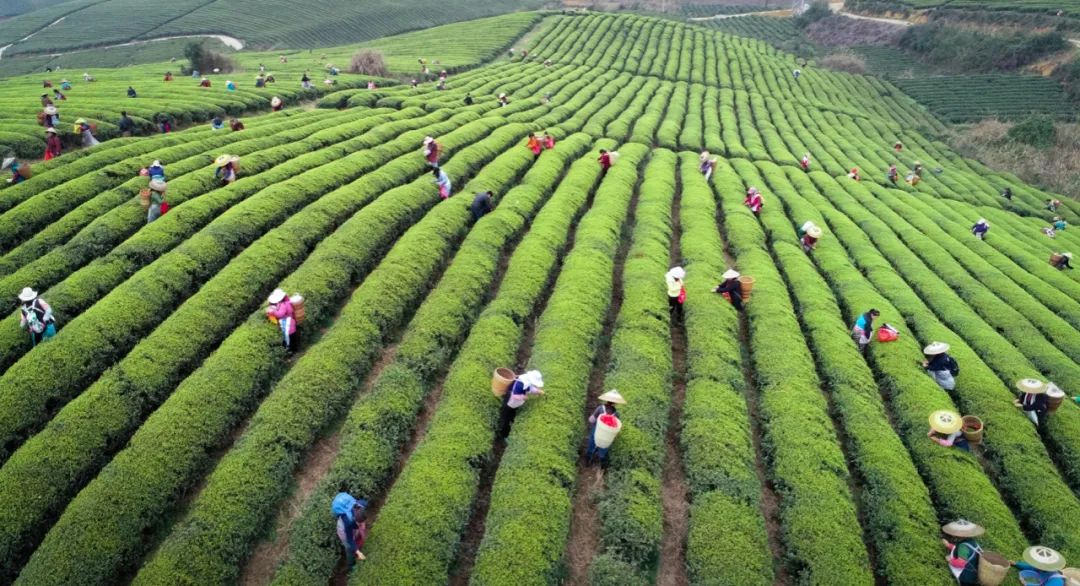 产业扶贫基金参与投资的梵锦茶叶项目
