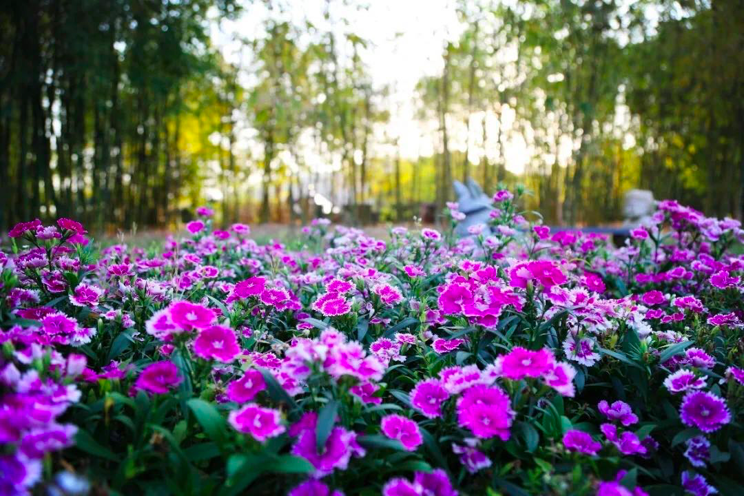 更看那东南花都,十里蓝山,花开成海,芳香四溢.