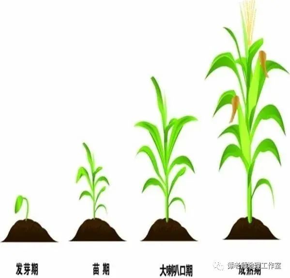 【课外地理】从小麦,玉米,水稻,土豆的种植看植物生长