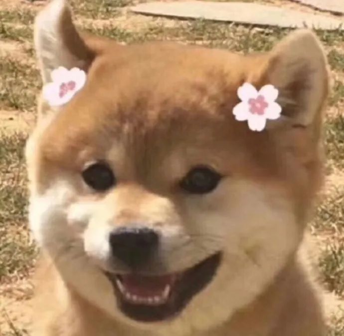 沙雕又可爱的憨憨,看小动物真的好治愈!