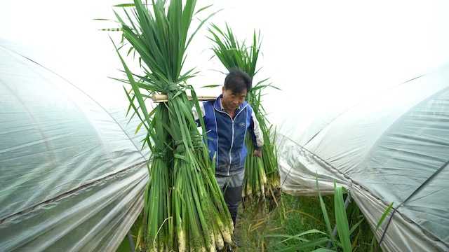 视频白胖子味正鲜阿拉练塘茭白还可以生吃