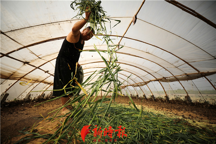 5月4日,陈善亮背着一大袋子草料钻入棚内投喂蚂蚱,草料都是自己种植的小麦。