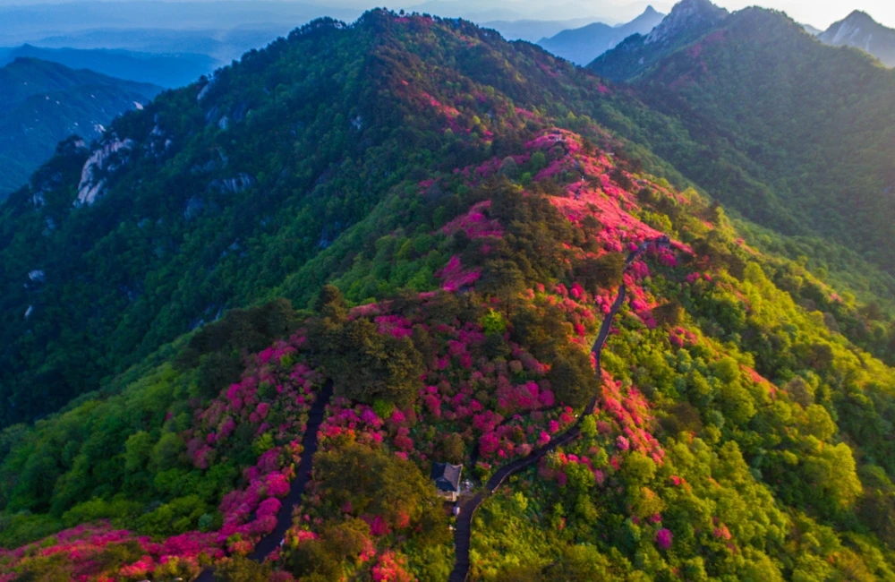 黄冈麻城龟峰山景区的杜鹃花海。摄影/尹杰