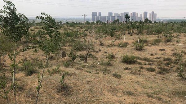 陕西靖边58岁男子“活埋亲娘”事件