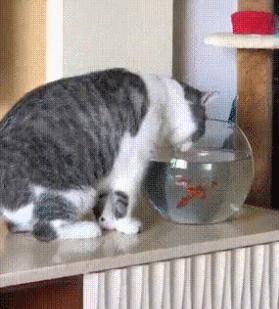 279_309gif 动态图 动图