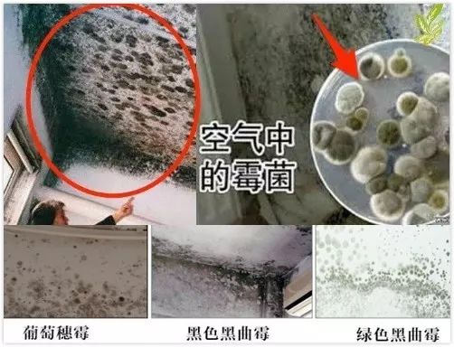 是时候除掉它了欧洲进口除霉剂十年霉菌一喷就没