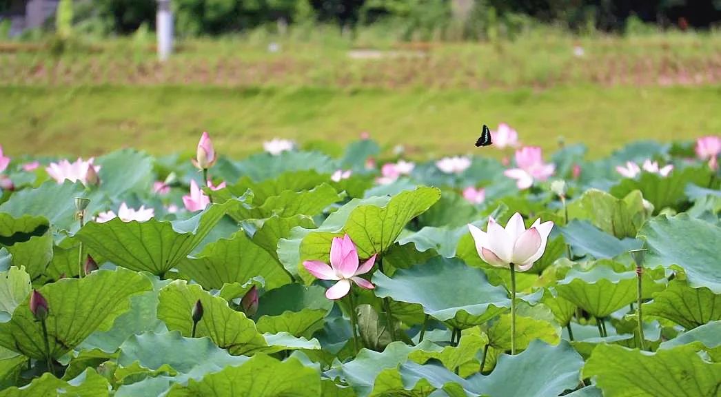 超可爱鸭！最近，一群萌萌的天鹅、鸭鸭出现在佛山这些公园……