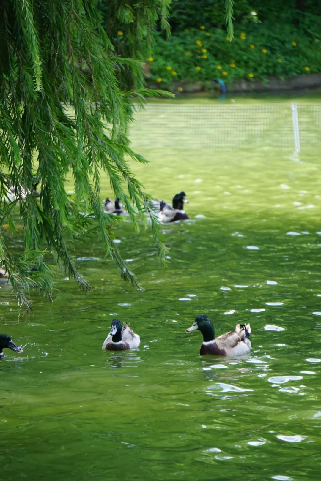 超可爱鸭！最近，一群萌萌的天鹅、鸭鸭出现在佛山这些公园……