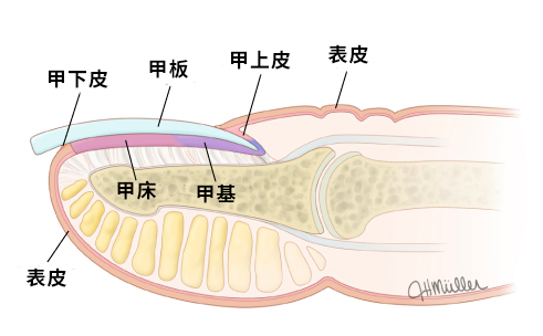 一片指甲单元,由甲母质,甲床,近端和侧缘甲襞及甲下皮组成.