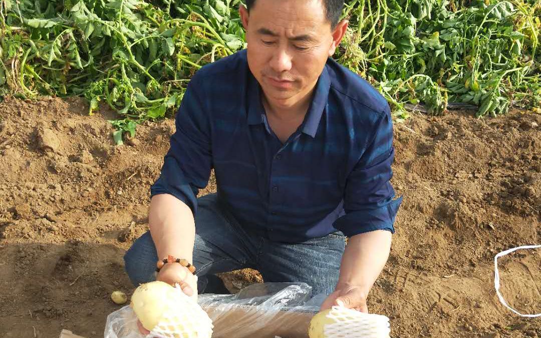 “土豆大王”余功成这几天有点忙。受访者供图