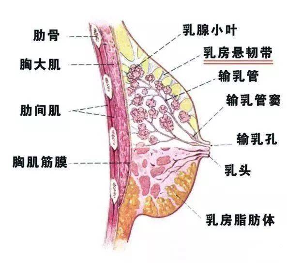 乳房由哪几部分构成济南乳腺病医院专家带来科学解答