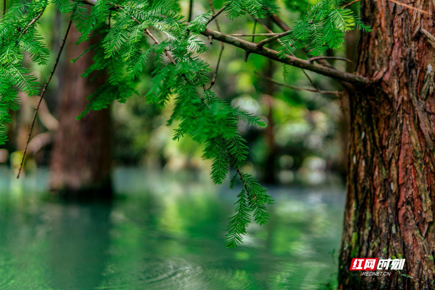 组图| 水中看树 风里听山 最美的夏日就在长沙"九寨沟