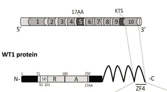 突破认知:SRY基因可直接改变人类性别为