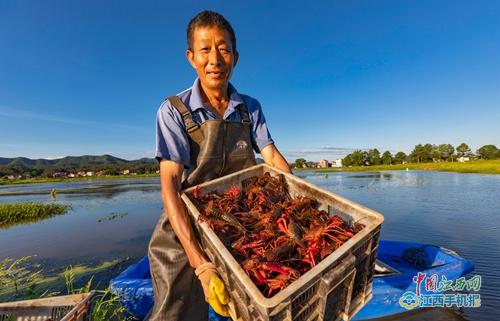 泰和:稻虾综合种养 百姓脱贫致富(多图)