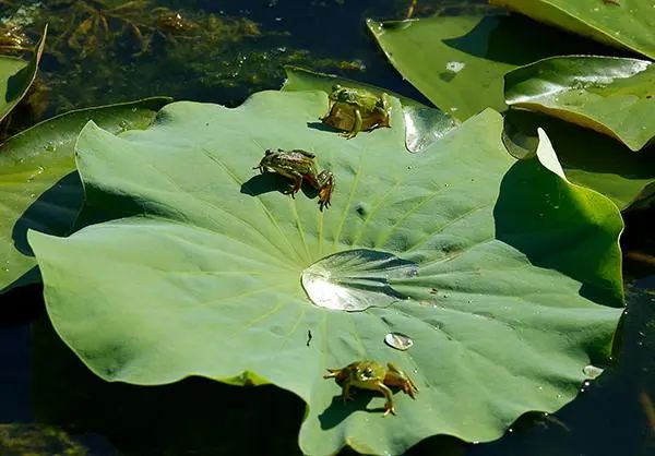偶尔,几只调皮的小青蛙跳到荷叶上溅起水花,落在玉盘里,滚来滚去.