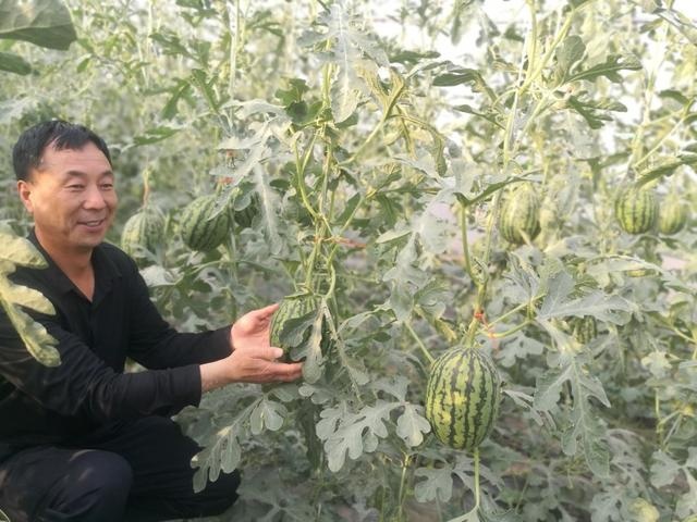 朗陵“空中西瓜”上市 新春家庭农场甜蜜开园