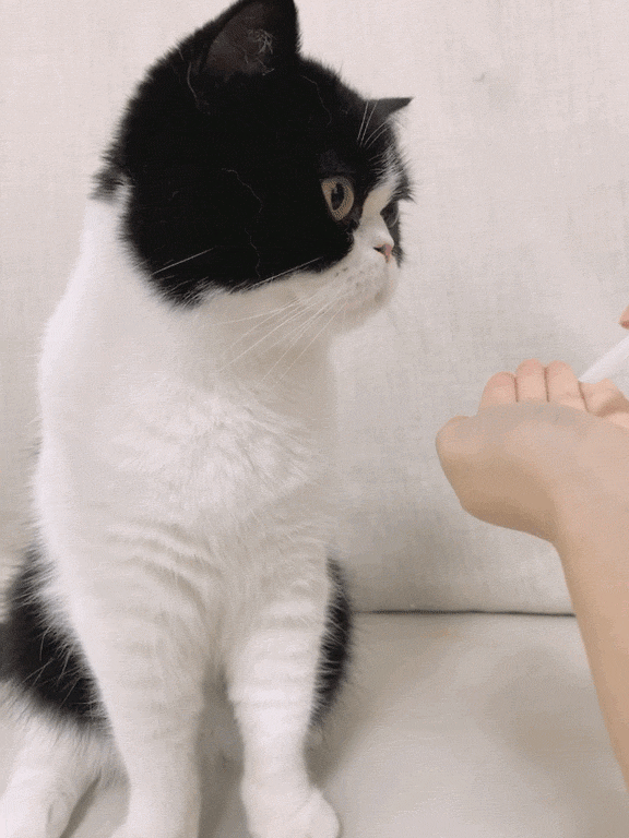 主子|猫咪|触感_新浪新闻