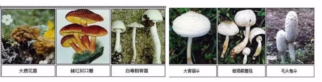 浙江省疾控中心发出提醒：最近这种路边常见的东西，不要吃