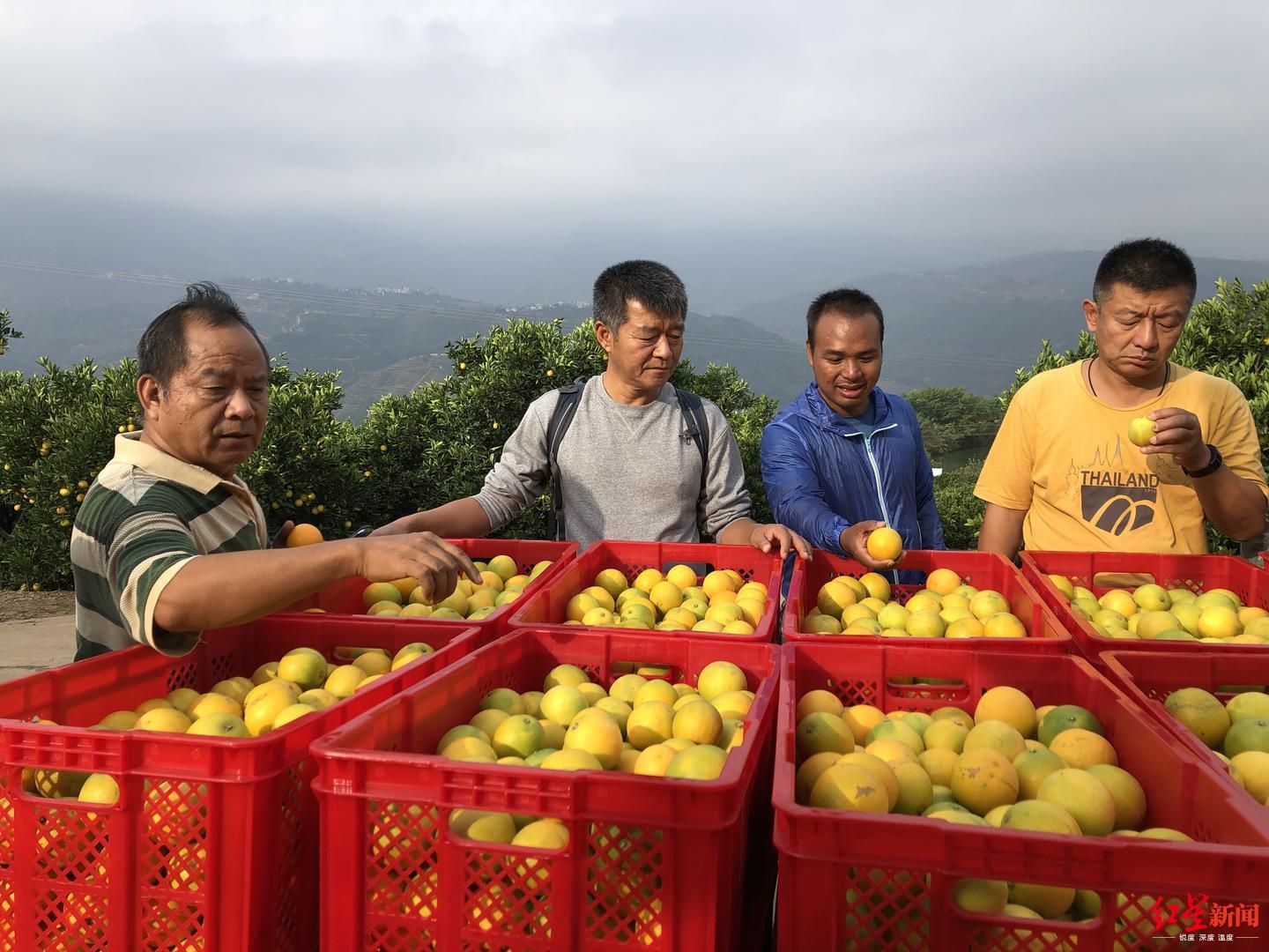 褚橙新掌门:失去父亲这一年