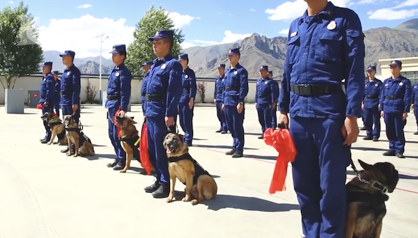 退役搜救犬扒训导员衣角不愿离开   网友：“永远的战友”