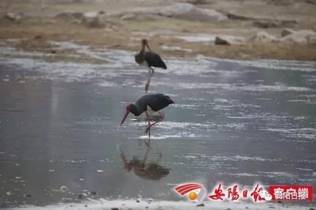 “дè”پʯ