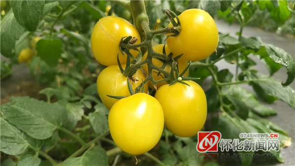 记者走进九丰现代农博园番茄智能生产大棚 感受五彩斑斓背后的“黑科技”