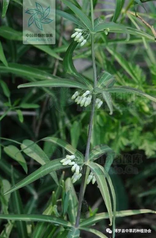 黄精别名:鸡头黄精,笔管菜,爪子参,老虎姜等.黄 精