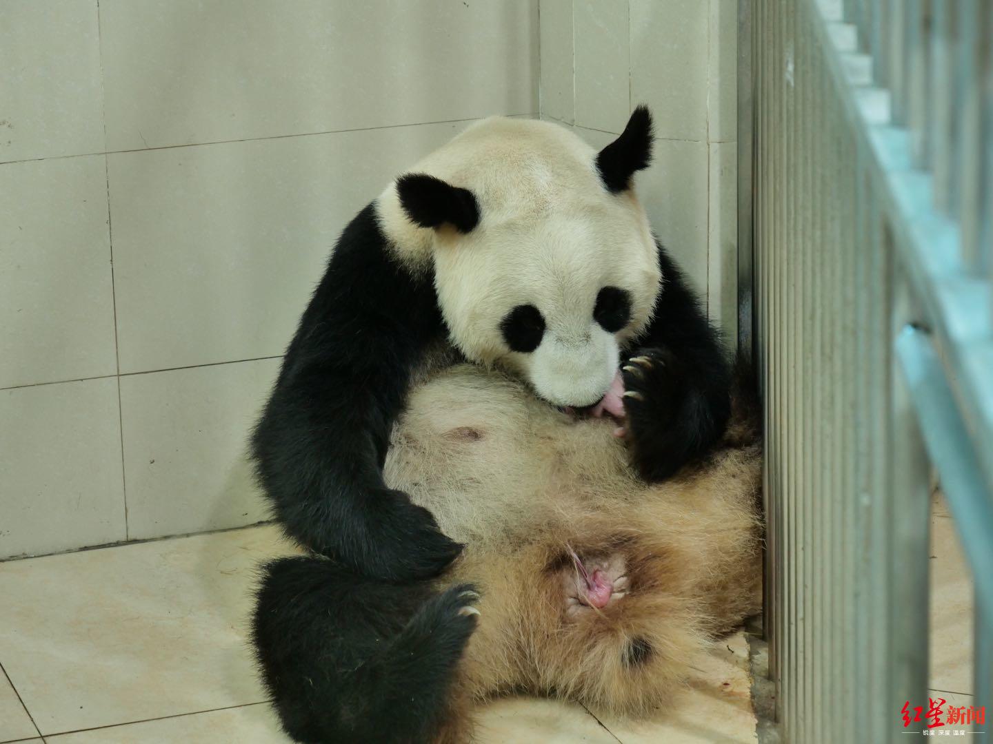 2020全球首对圈养大熊猫双胞胎名字揭晓_熊猫频道