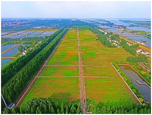 守护湿地岸线 创建“龙袍品牌” 六合区系统化决战长江岸线大保护