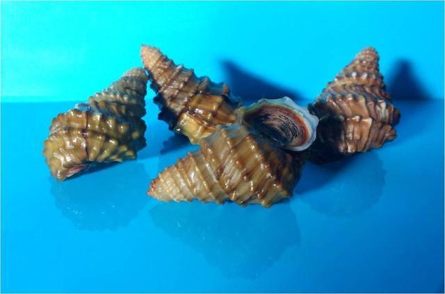 正文   他说,在广西被列入保护的淡水螺只有一种——红河疣螺,主要