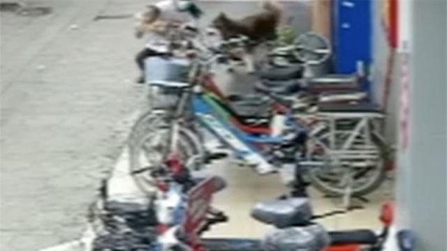 哈士奇突然扑向三个孩子,妈妈用身体去挡也被咬伤!狗主人就站在一旁……休闲区蓝鸢梦想 - Www.slyday.coM 哈士奇突然扑向三个孩子,妈妈用身体去挡也被咬伤!狗主人就站在一旁……休闲区蓝鸢梦想 - Www.slyday.coM