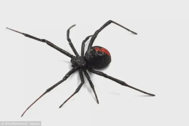 澳妹子被蜘蛛咬一口淤黑流脓差点截肢你家可能也有快自查