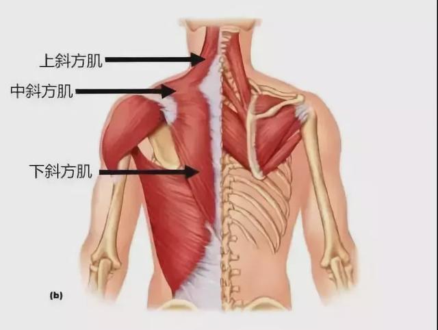 超全的练背指南每一块背部肌肉都安排的明明白白