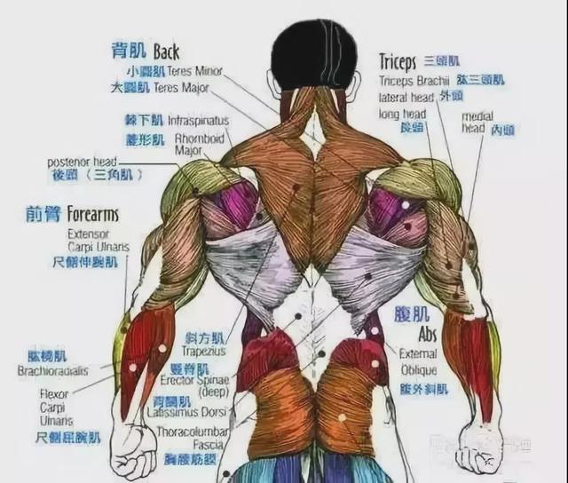超全的练背指南每一块背部肌肉都安排的明明白白