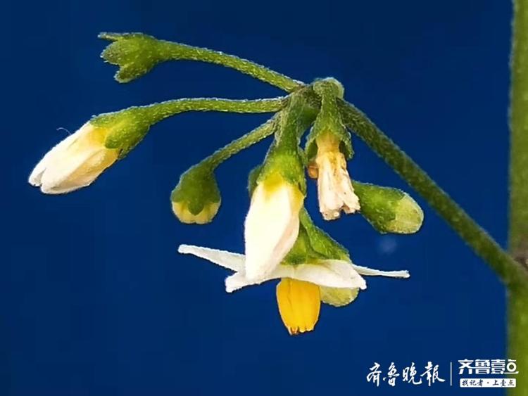 龙葵花开,白色花朵像盛开的小喇叭