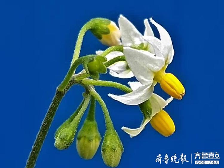 龙葵花开,白色花朵像盛开的小喇叭