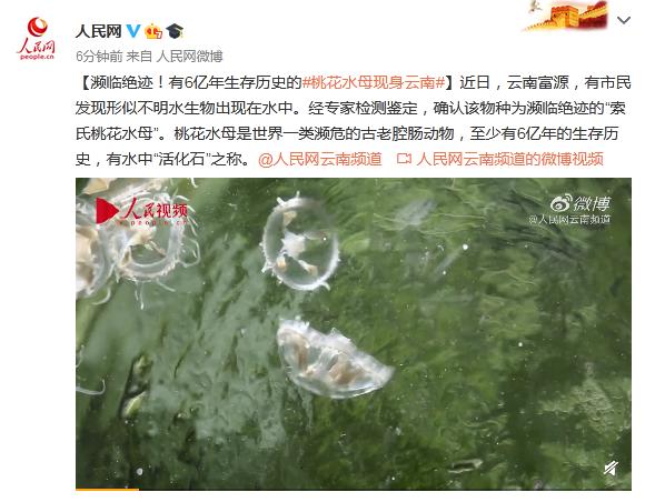 濒临绝迹!有6亿年生存历史的桃花水母现身云南