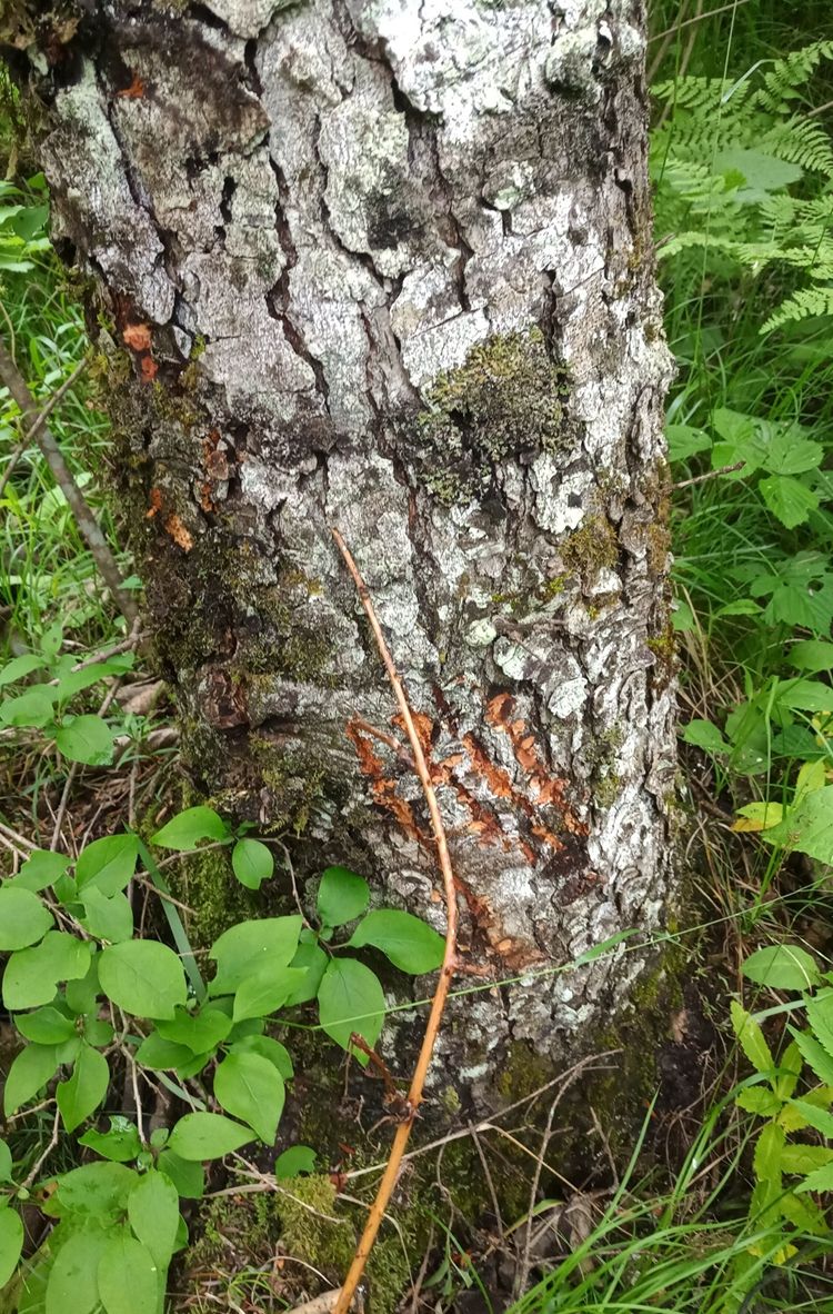  大熊猫在树上留下的爪印。大熊猫国家公园太白山管理分局供图